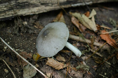 Pluteus salicinus