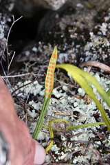 Lepisorus ussuriensis