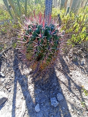 Ferocactus recurvus
