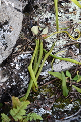 Lepisorus ussuriensis