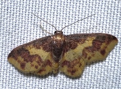 Lophosis labeculata