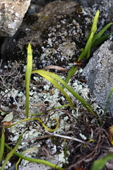 Lepisorus ussuriensis