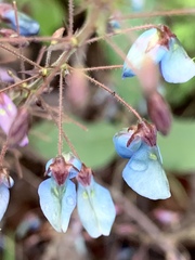 Desmodium uncinatum