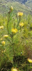 Leucospermum lineare