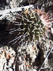 Mammillaria carnea