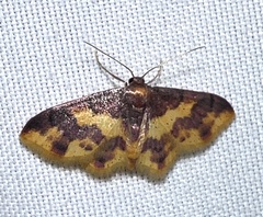 Lophosis labeculata