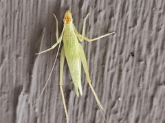 Oecanthus exclamationis