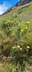 Leucospermum lineare