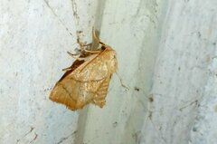 Apoda limacodes