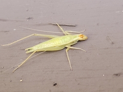 Oecanthus exclamationis