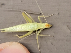 Oecanthus exclamationis