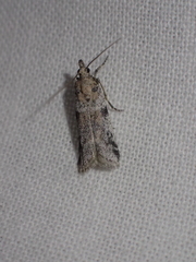 Laetilia dilatifasciella