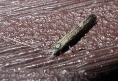 Leptocerus americanus