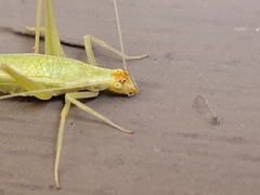 Oecanthus exclamationis