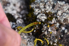 Lepisorus ussuriensis