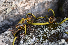 Lepisorus ussuriensis