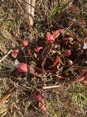 Sarracenia psittacina