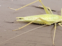 Oecanthus exclamationis