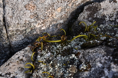 Lepisorus ussuriensis