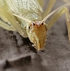 Oecanthus exclamationis
