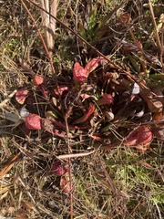 Sarracenia psittacina