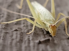 Oecanthus exclamationis