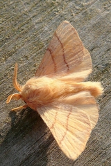 Malacosoma neustria