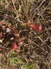 Sarracenia psittacina