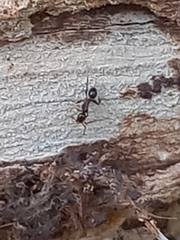 Pheidole coonoorensis