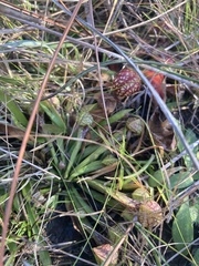 Sarracenia psittacina