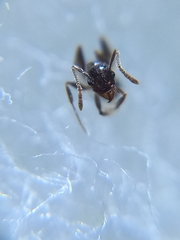 Pheidole coonoorensis
