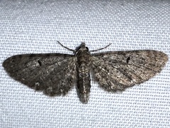 Eupithecia miserulata