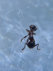 Pheidole coonoorensis