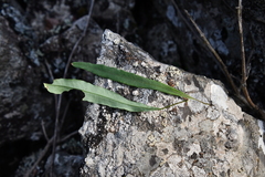 Lepisorus ussuriensis