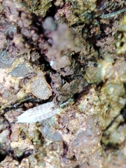 Trichoniscus pygmaeus