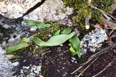 Lepisorus ussuriensis