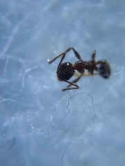 Pheidole coonoorensis