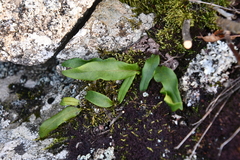 Lepisorus ussuriensis