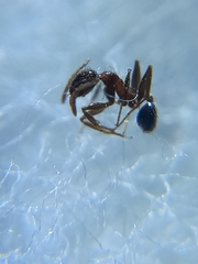 Pheidole coonoorensis