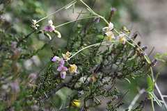 Dolichos hastiformis