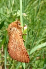 Malacosoma alpicolum