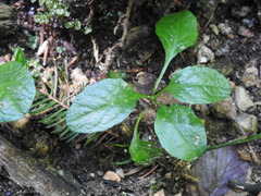 Ajuga reptans