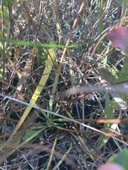 Drosera tracyi
