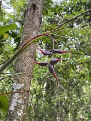 Billbergia distachia