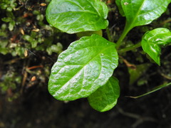 Ajuga reptans