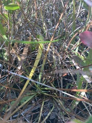 Drosera tracyi