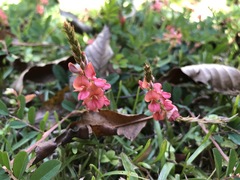 Indigofera hendecaphylla