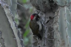 Colaptes atricollis