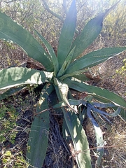 Agave