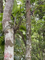 Billbergia distachia